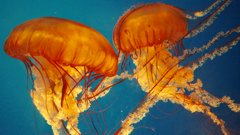 Šta raditi ukoliko vas ožari meduza na moru – Galenika